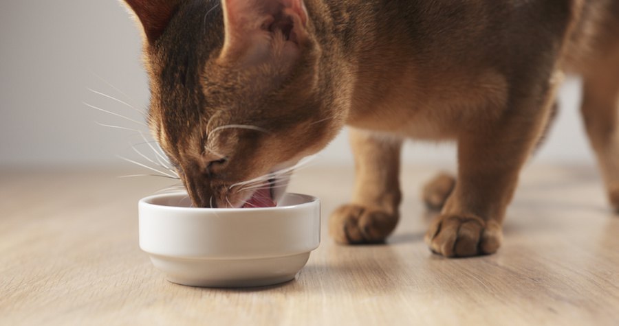 白い器でご飯を食べている猫