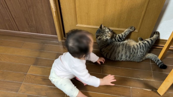 扉に張り付く猫とそれを見る赤ちゃん