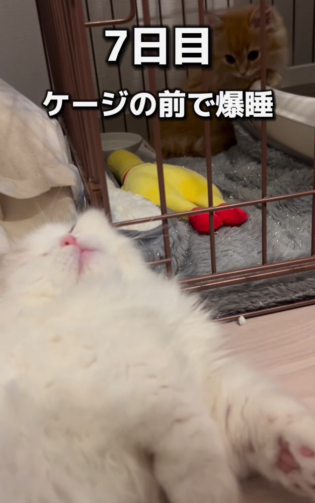 寝ている猫