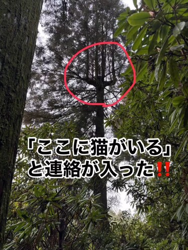 森の中