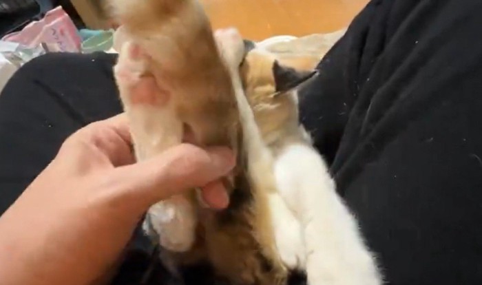 猫のしっぽをいじる飼い主