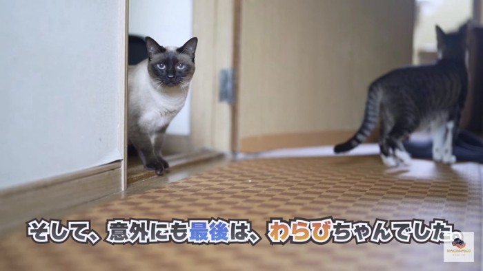 覗くシャム猫と後ろ姿のキジシロ