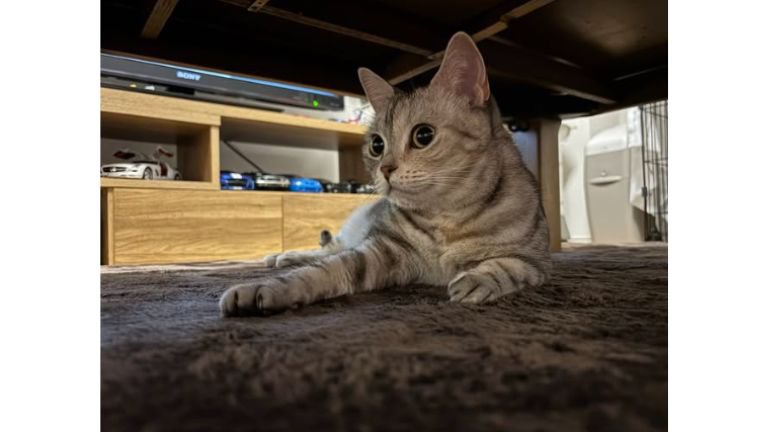 室内にいる猫