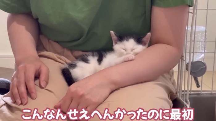 ママさんの膝で眠る子猫