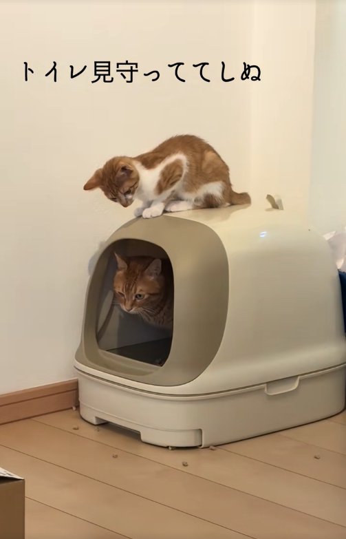 トイレを見守る子猫