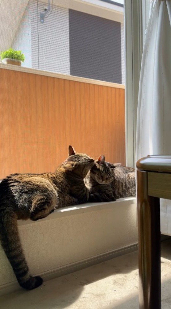 窓際で毛繕いをしあう2匹の猫