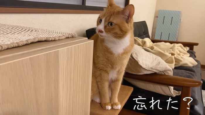 おすわりする猫