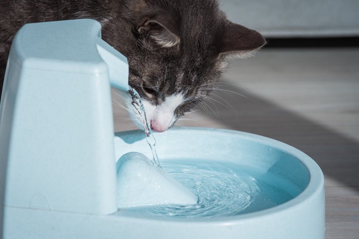 自動給水器から飲もうとする猫