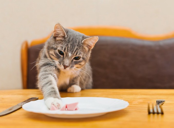 お皿の上の食べ物を狙う猫