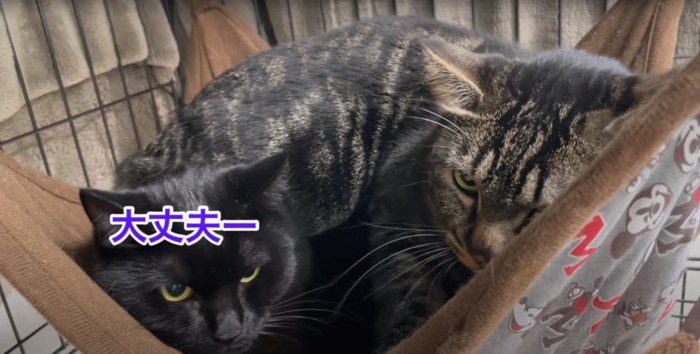 ハンモックの中にいる2匹の猫「大丈夫ー」