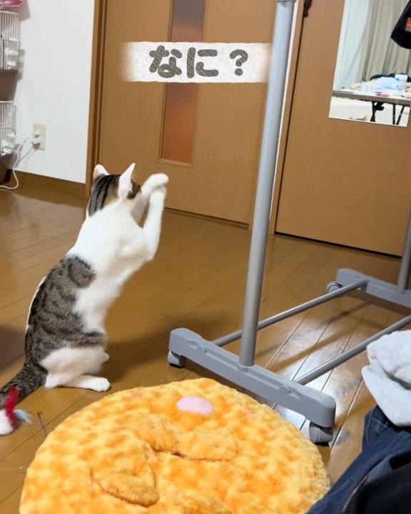 考える猫