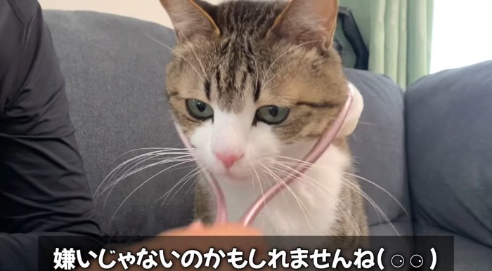 コロコロされる猫