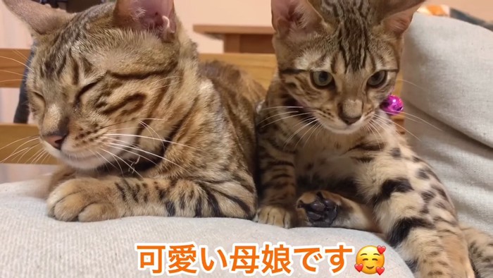 目を閉じる成猫と隣にいる子猫