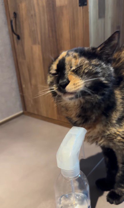 目を閉じている猫