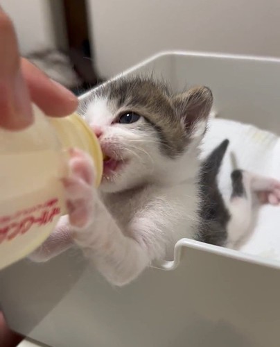 ミルクを飲む子猫