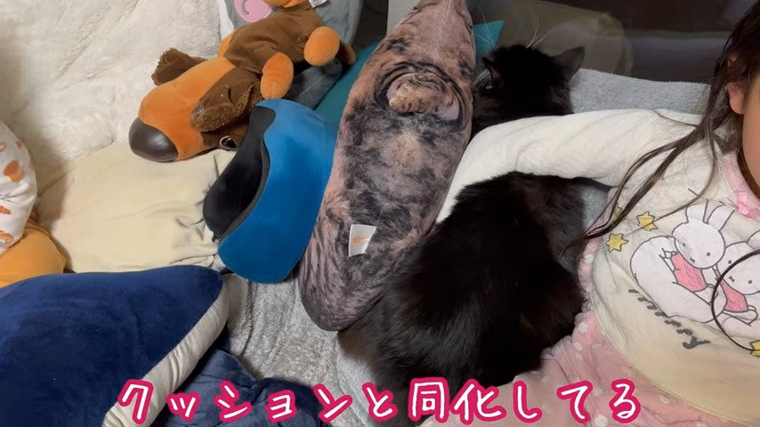 娘さんがぎゅっとされている猫