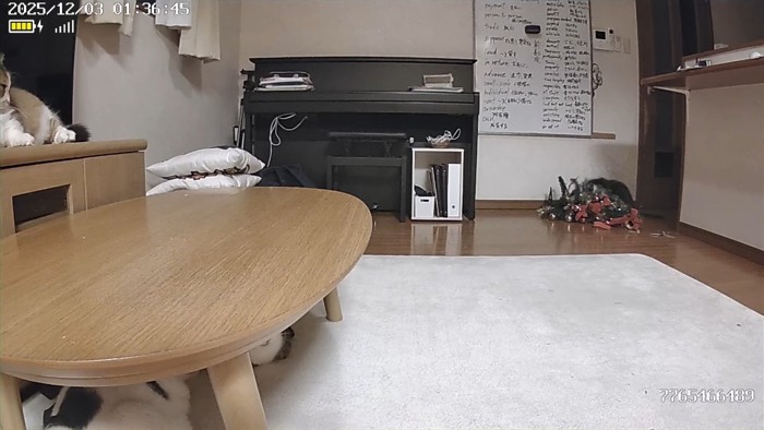 ツリーとひまわりちゃん