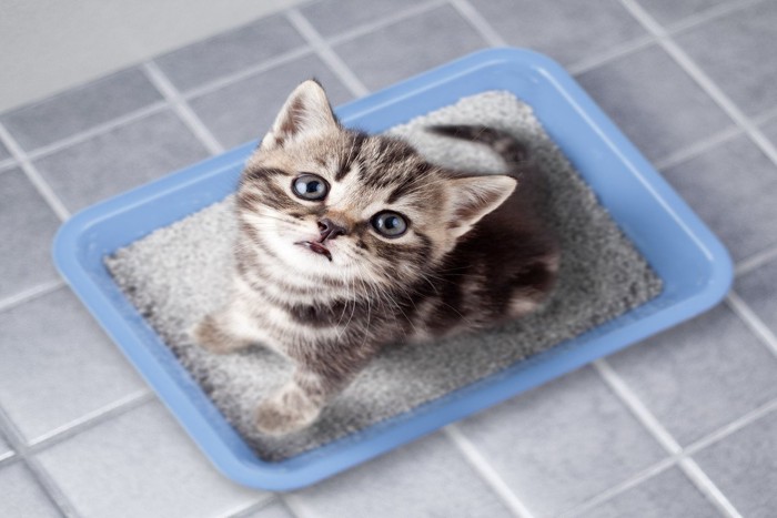 トイレに自信を持った子猫