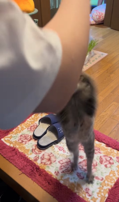 飼い主の指にじゃれついている猫