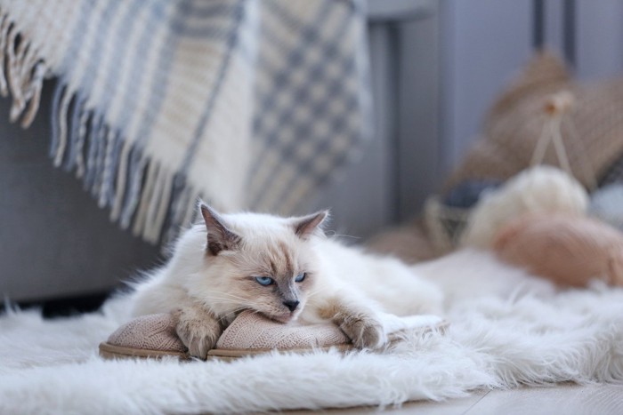 スリッパに乗る猫