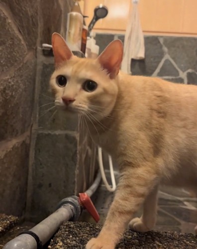 凝視する猫