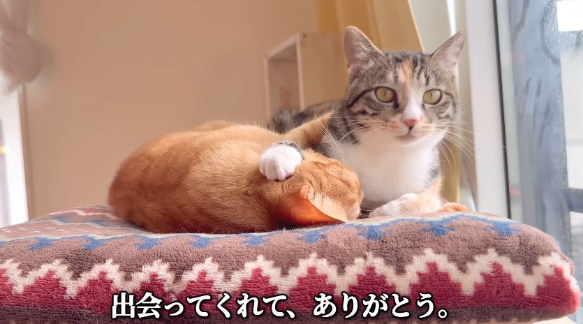 寄り添う2匹の猫
