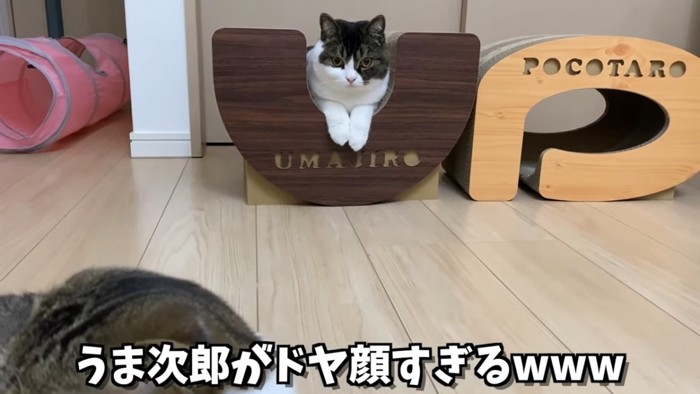 爪とぎの上に座る猫