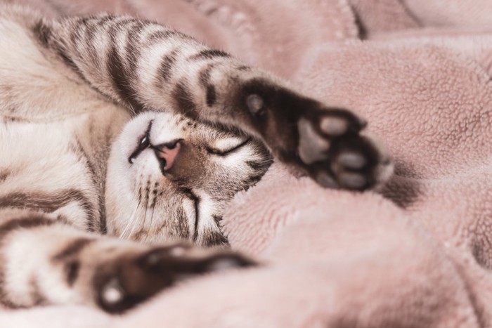 仰向けで熟睡する猫