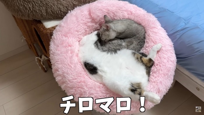 一緒に寝る2匹の猫