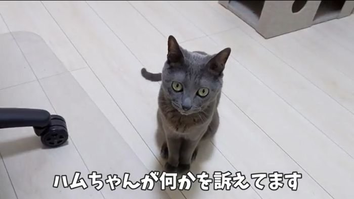 訴えるハムちゃん
