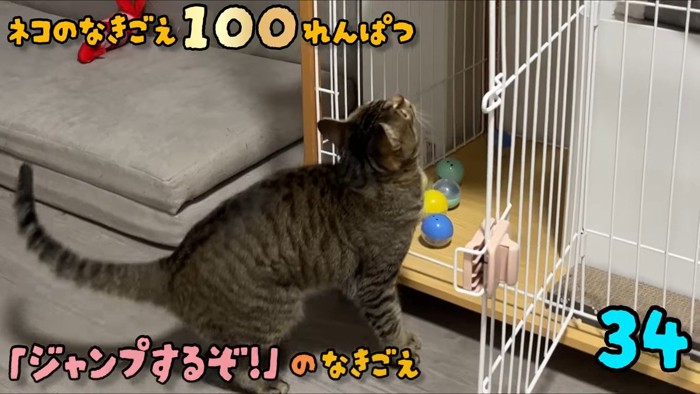 ケージの前の猫