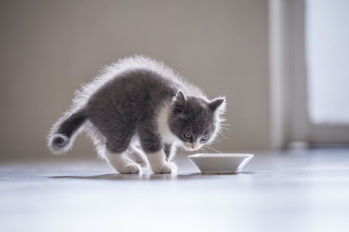 フードボウルと毛を逆立てる子猫