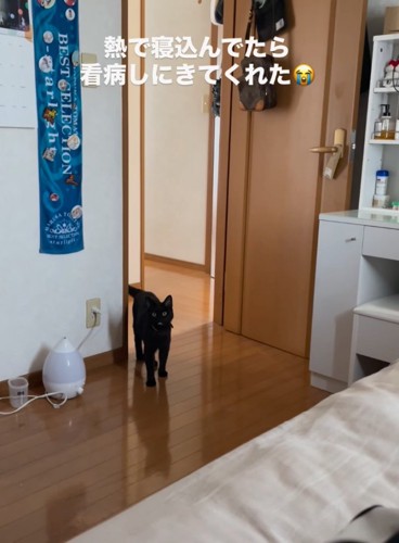 口を開けて鳴く黒猫