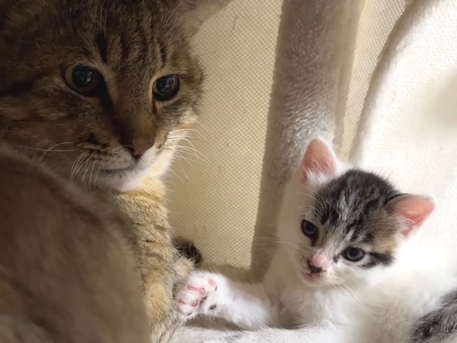 成猫と子猫