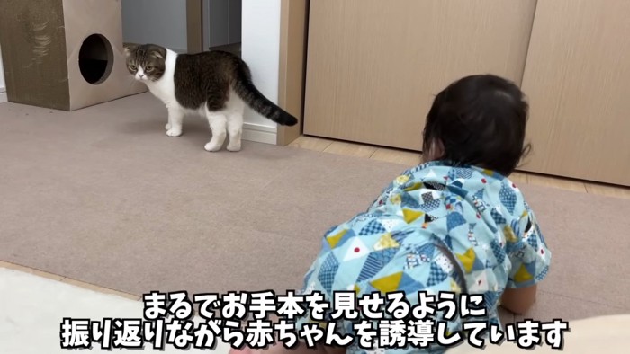 振り向く猫