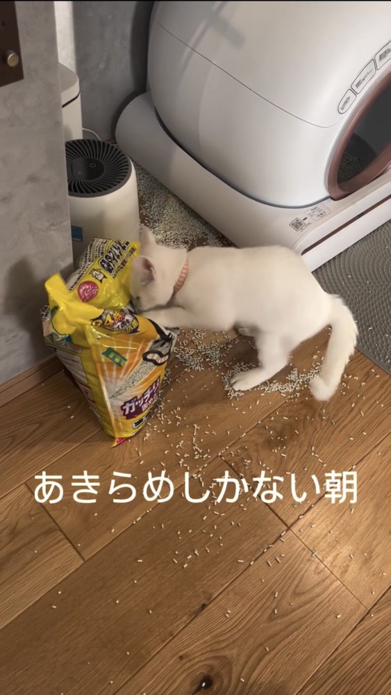 部屋を散らかす猫