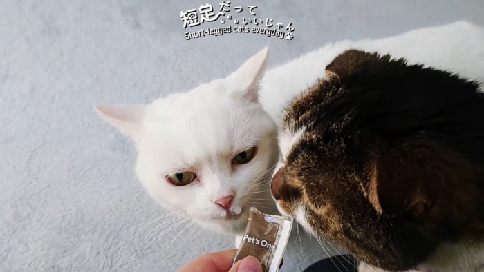 おやつを食べる2匹の猫