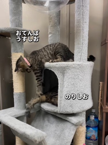 じゃれる2匹の子猫