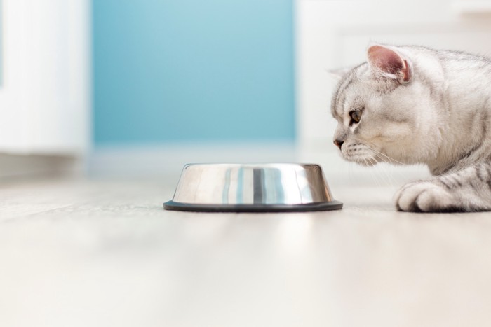 食器の中を覗き込もうとしている猫