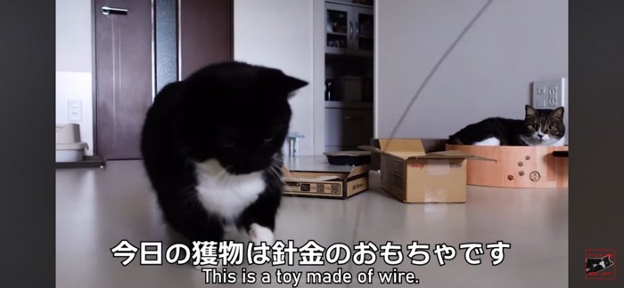 猫じゃらしを見つめる猫