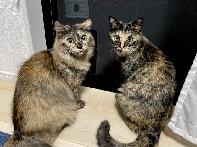 窓際に座ってカメラを振り返る2匹の猫