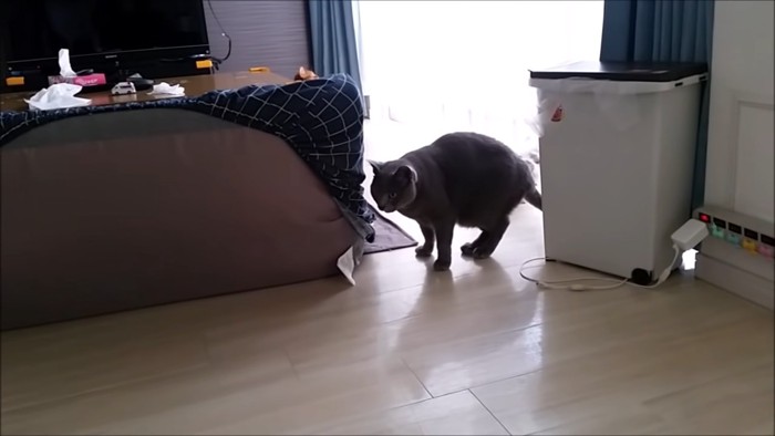 警戒した姿勢の猫