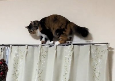 カーテンレールの上で俯き加減の猫