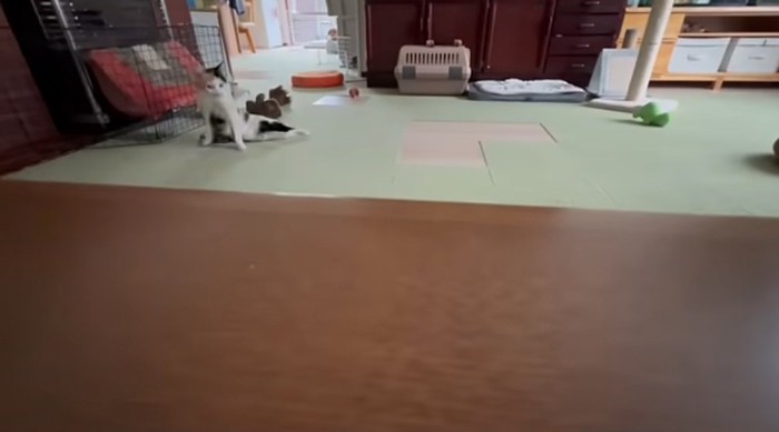 立ち上がる猫