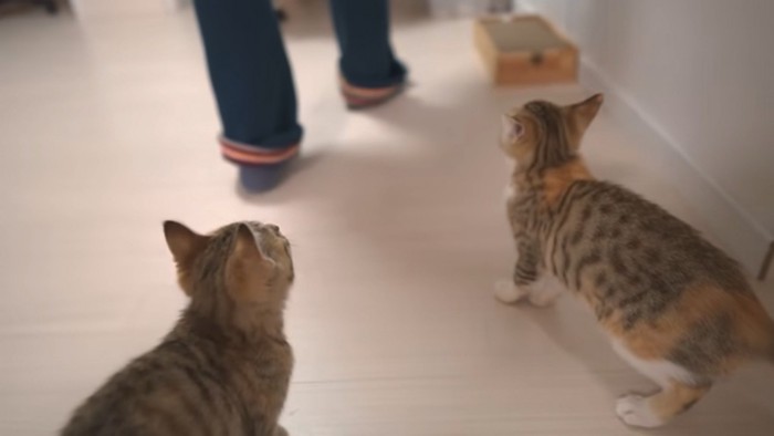 飼い主さんを見つめる2匹の猫