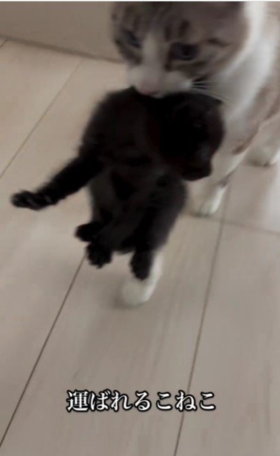 母猫に運ばれる子猫