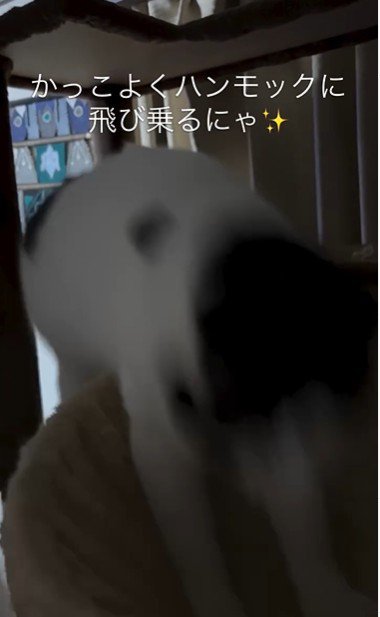 ハンモックに飛び乗っている猫