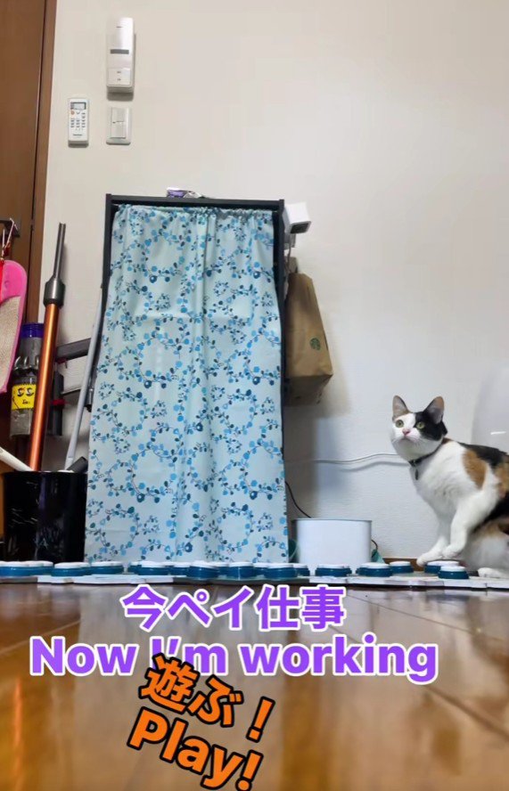 ボタンを押す猫