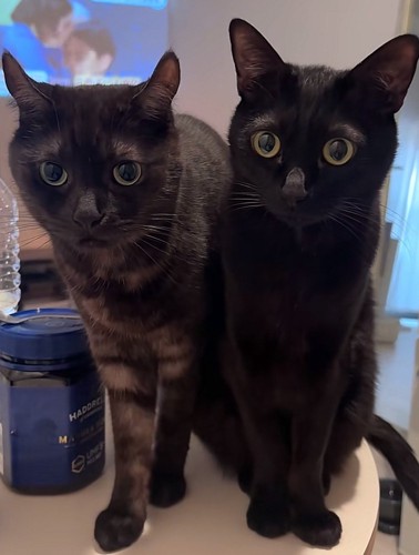 並んだ二匹の猫