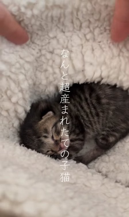 白い毛布の中にいる子猫